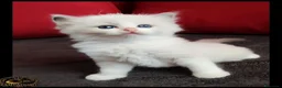 Ragdoll gatti in vendita: Ragdoll  - Annuncio 6
