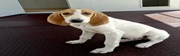 Meticcio cani in regalo: Cucciolo 6 mesi taglia media - Annuncio 1