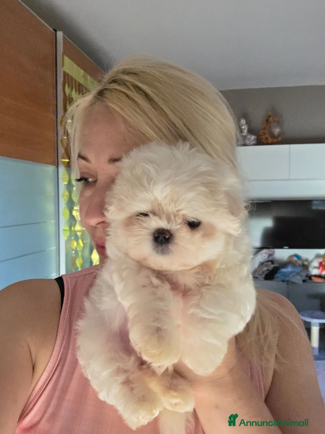 Maltese cani in vendita: Maltesi  - Annuncio 2