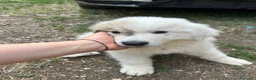 Cane da Montagna dei Pirenei cani in vendita: Sette cuccioli di Cane da Montagna dei Pirenei - Annuncio 5