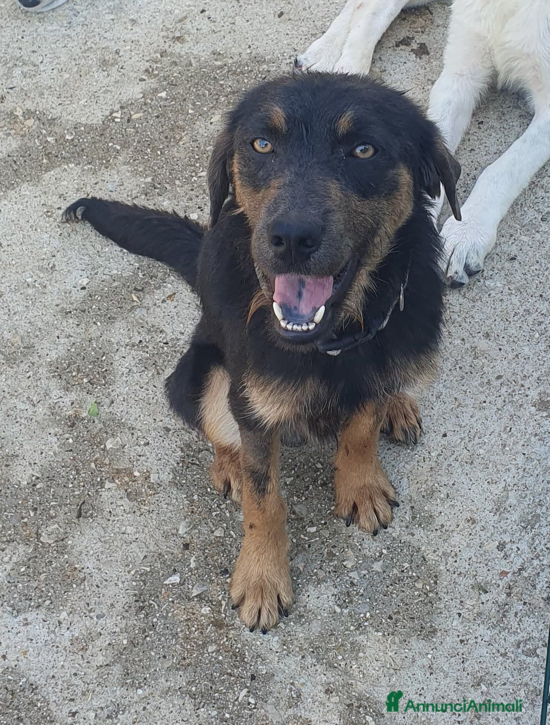 Meticcio cani in regalo: SPINO - Annuncio 8