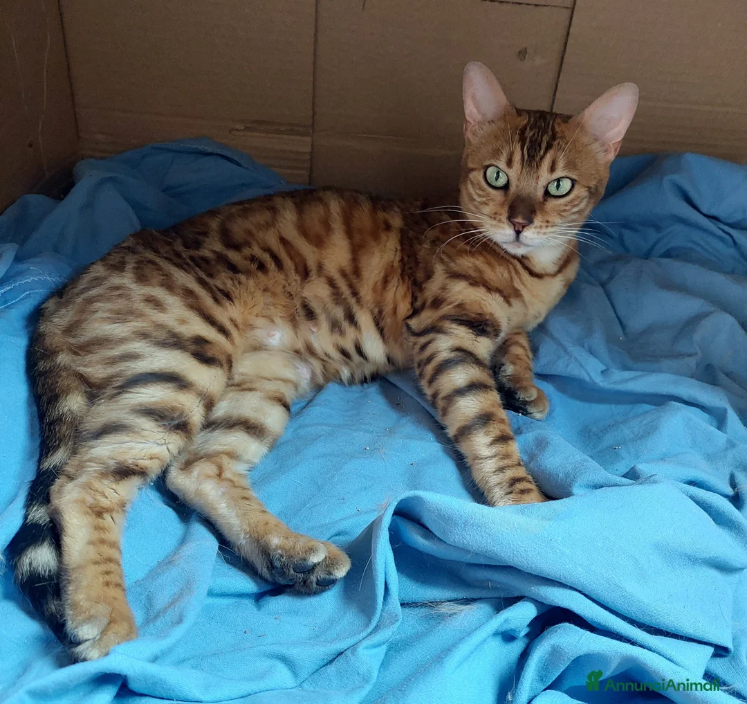 Bengala gatti in vendita: Cucciolo di Bengala maschio  - Annuncio 1