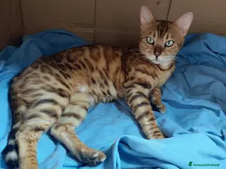 Bengala gatti Cucciolo di Bengala maschio - Annuncio 13