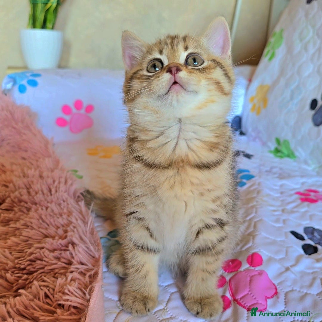 Scottish gatti in vendita: Cuccioli scottish fold e straight  a Provincia di Vicenza - Immagine 16