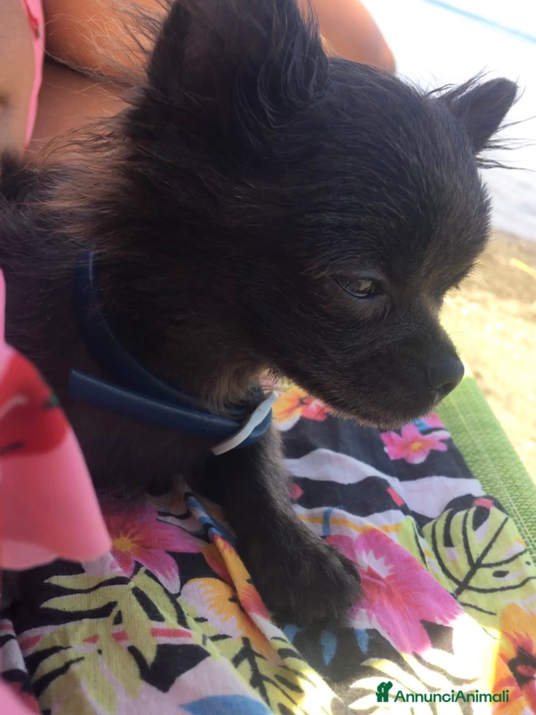 Chihuahua cani in vendita: Chihuahua maschio - Annuncio 5