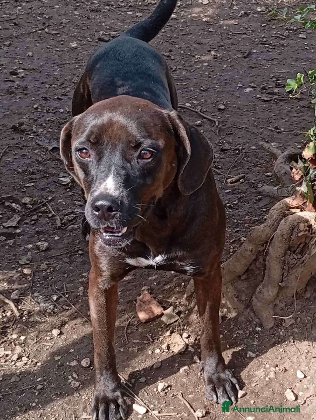 Meticcio cani in regalo: Ciccia 4anni di canile buon carattere attende casa a Città metropolitana di Milano - Annuncio 3