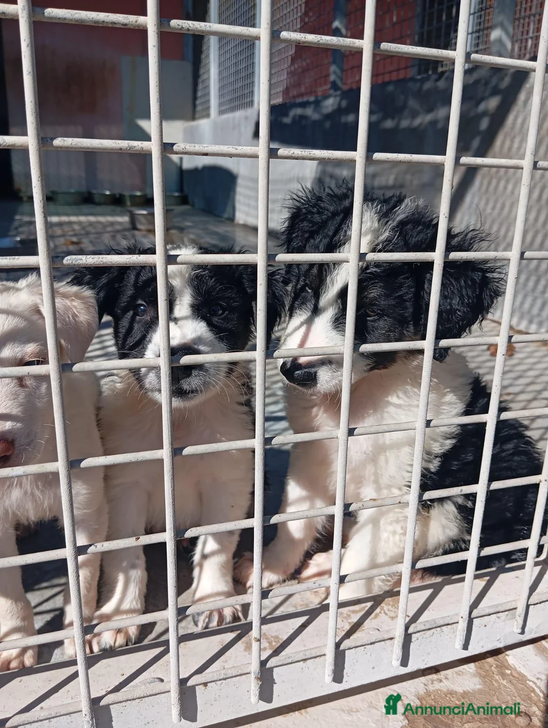 Meticcio cani in regalo: Balto, taglia media! (20/25kg) - Annuncio 3