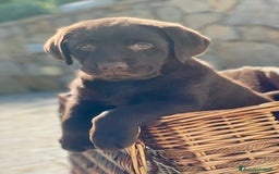 Labrador cani in vendita: Meraviglioso cucciolo di labrador chocolate puro a Città metropolitana di Palermo - Immagine 25