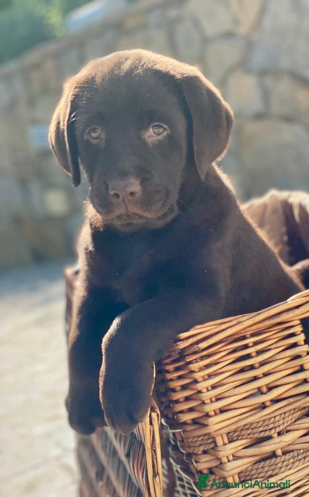 Labrador cani in vendita: Meraviglioso cucciolo di labrador chocolate puro a Città metropolitana di Palermo - Immagine 25