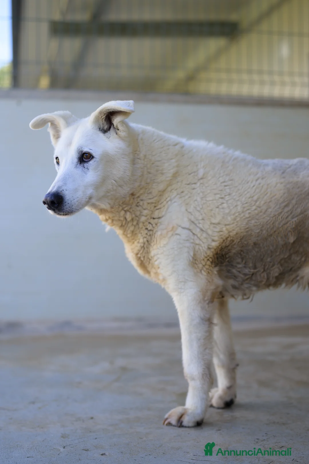 Meticcio cani in regalo: Ryan 13 anni - Annuncio 2