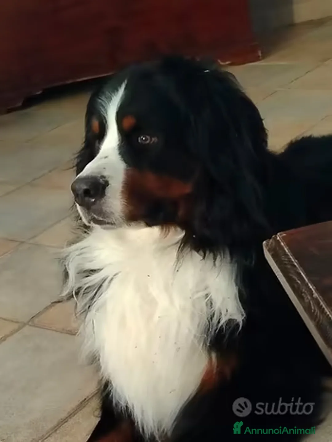 Bovaro del Bernese cani per accoppiamento: Ciao sono Aron - Annuncio 4