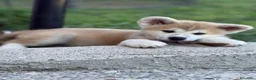 Akita Inu cani in vendita: Cucciole Akita inu a Provincia di Treviso - Annuncio 2