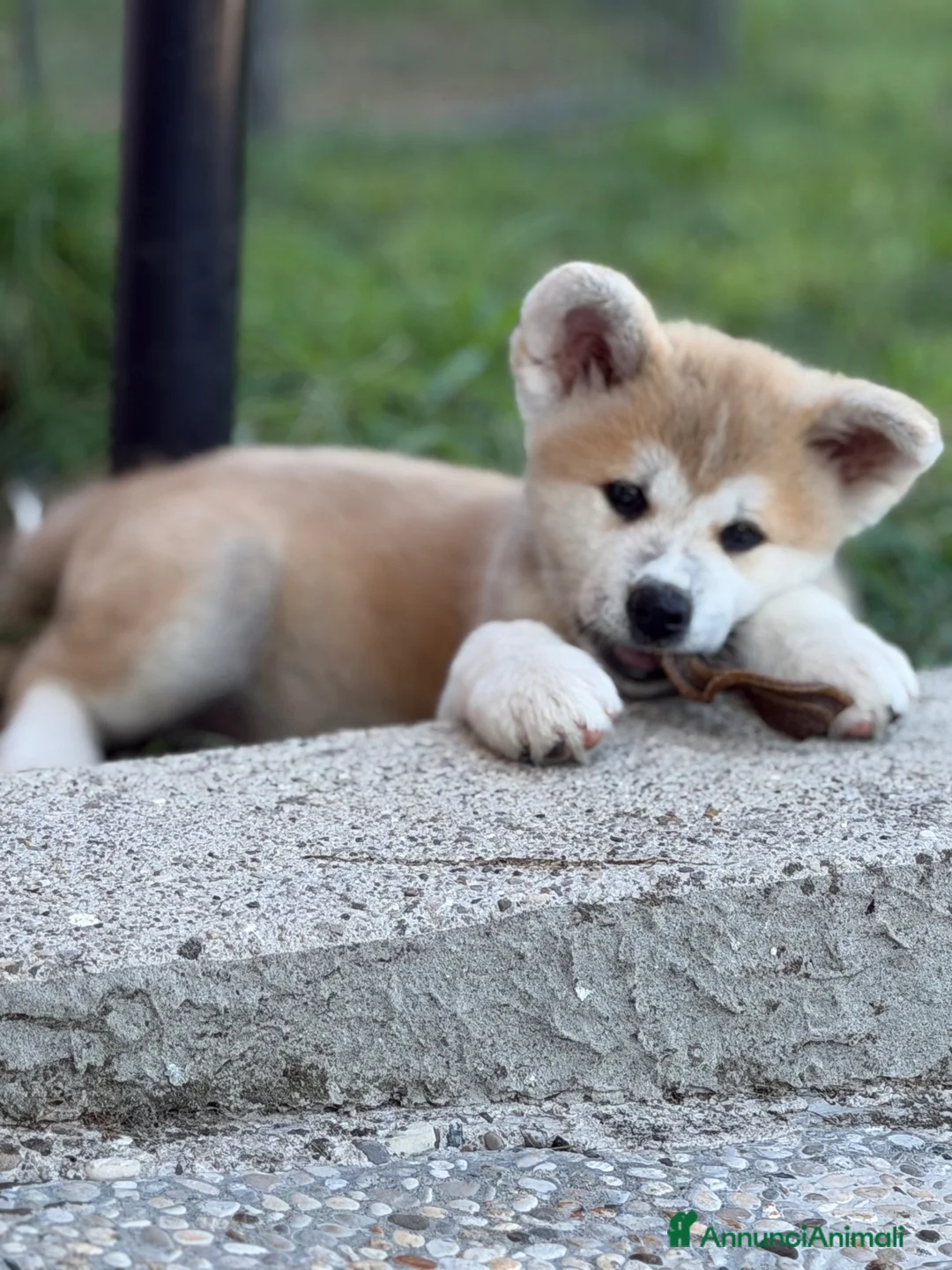 Akita Inu cani in vendita: Cucciole Akita inu a Provincia di Treviso - Annuncio 2