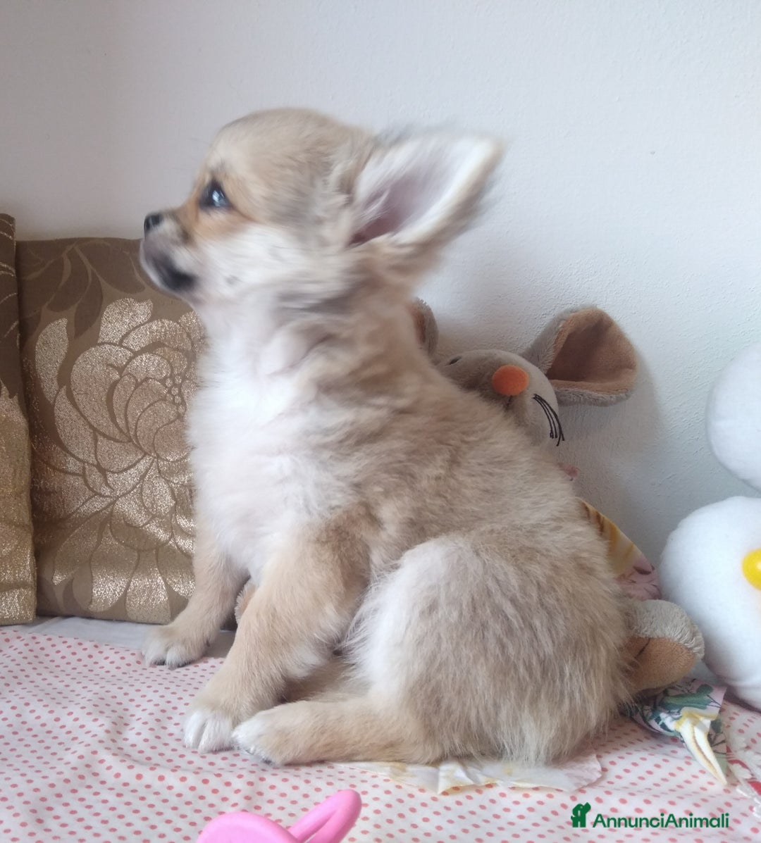 Chihuahua cani in vendita: Maschio e femmina chihuahua con Pedegree Enci  - Annuncio 15