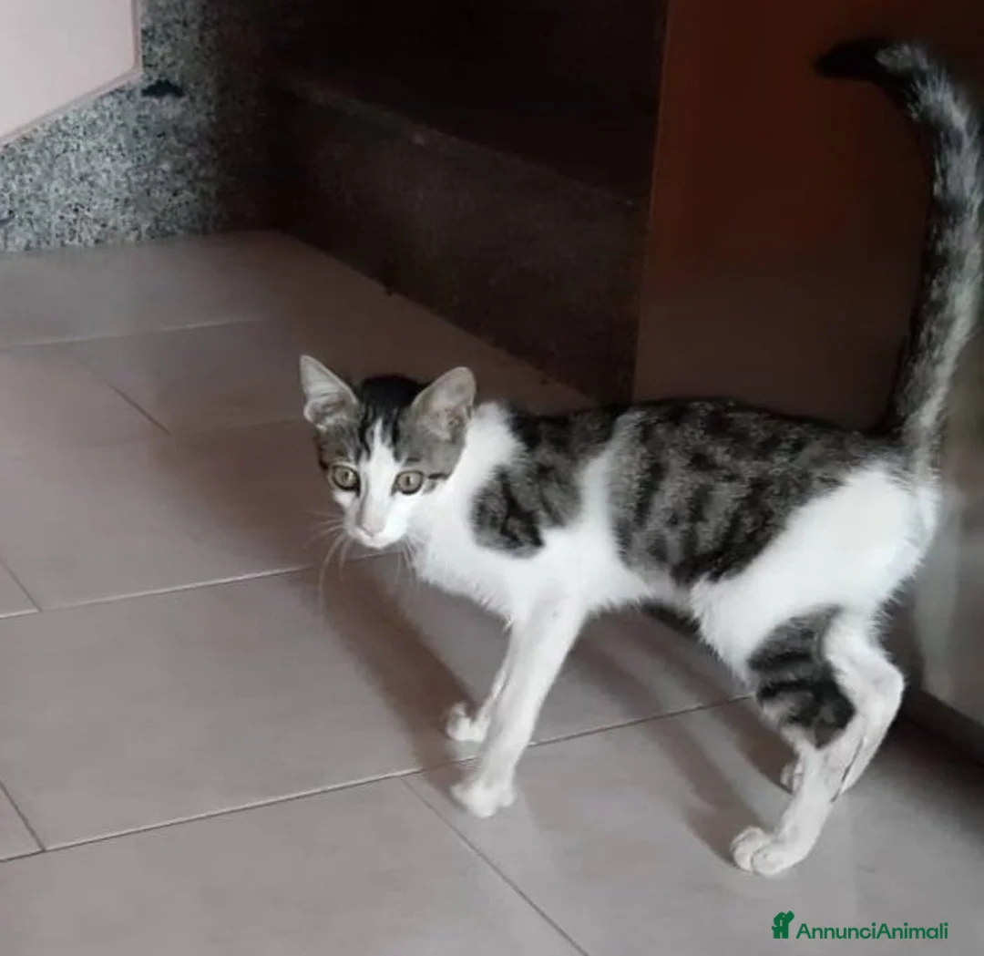 Europeo gatti in regalo: PACO, adorabile gattino da adottare! - Annuncio 2