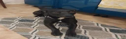 Meticcio cani in regalo: TYSON buonissimo ed educato a Città metropolitana di Milano - Annuncio 2