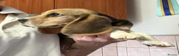 Beagle cani in vendita: Beagle  a Provincia di Latina - Annuncio 4