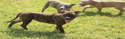 Pitbull cani in vendita: Cuccioli di Pit Bull anche a rate - Annuncio 3