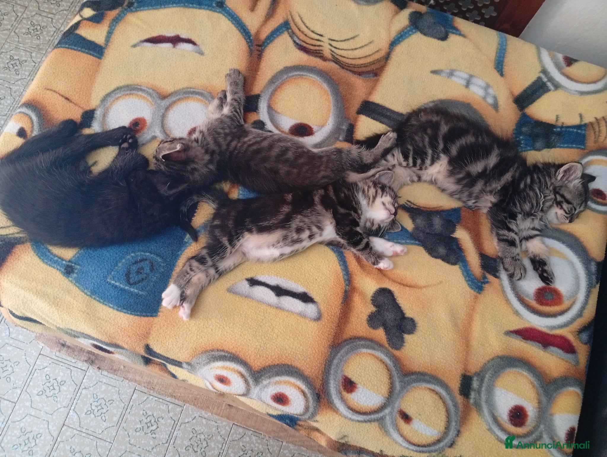 Meticcio gatti Regalo gattini nati 14/4 - Annuncio 2