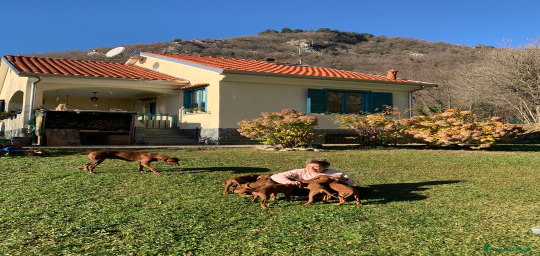 Immagine della galleria {{count}}