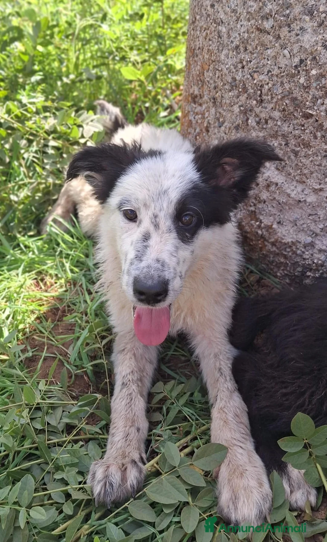 Meticcio cani in regalo: ROMOLO 💙 MA UNO COME LUI DOVE LO TROVI? 🥰 - Annuncio 2