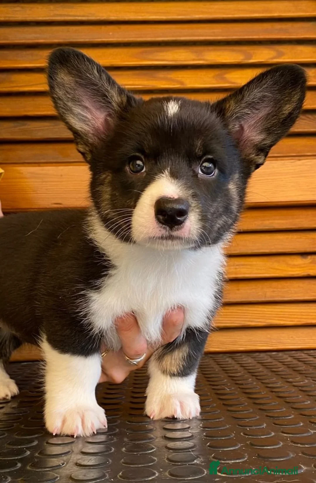 Immagine della galleria {{count}}