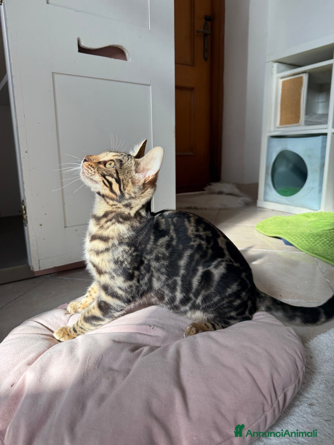 Bengala gatti in vendita: Stupendo bengala brown  - Annuncio 2