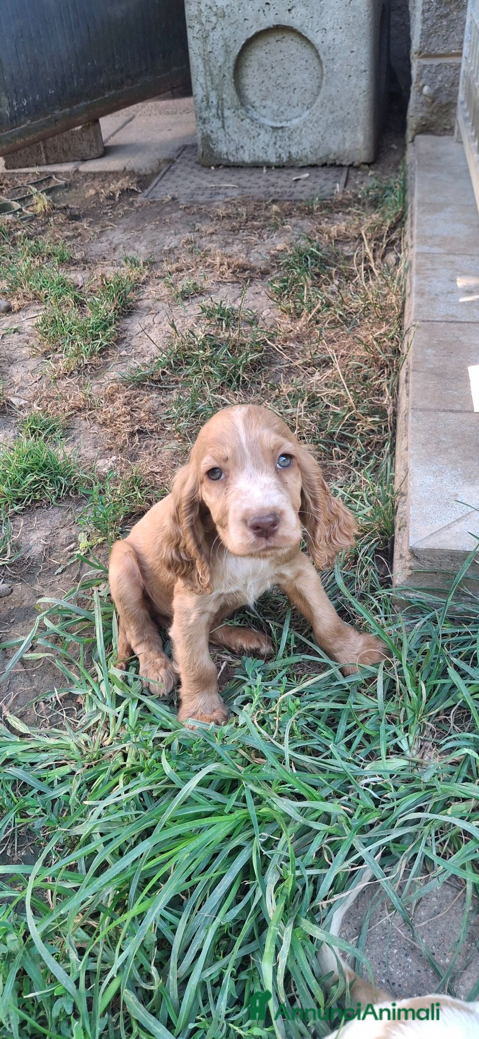 Cocker cani Cucciolo Cocker spaniel - Annuncio 5