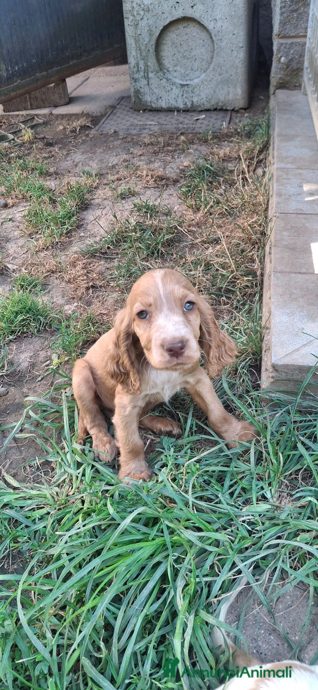 Cocker cani in vendita: Cucciolo Cocker spaniel - Annuncio 1