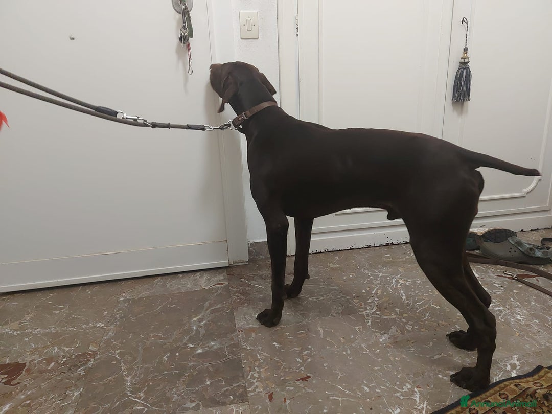 Bracco cani in regalo: Bracco tedesco kursal con pedigee - Annuncio 5