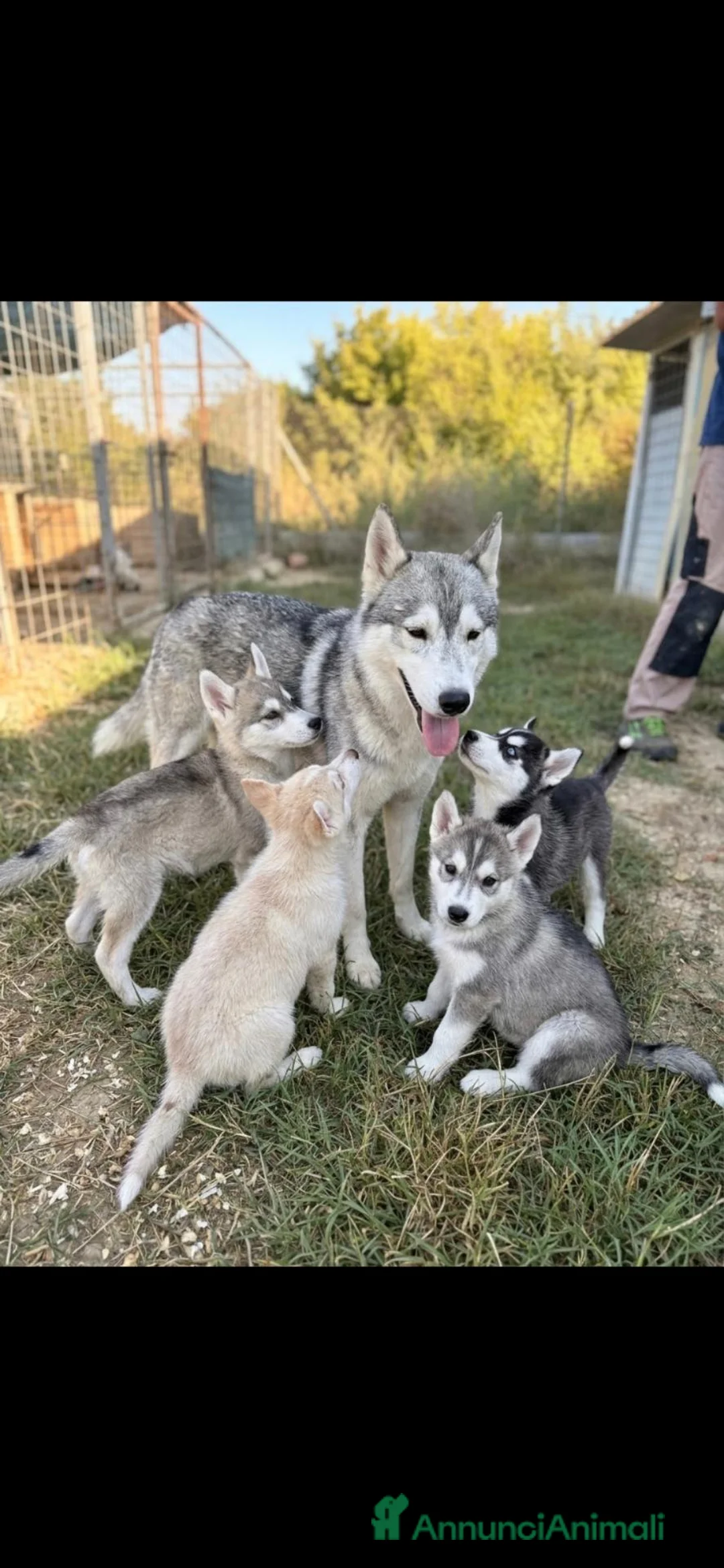 Husky cani in vendita: 4 cuccioline di Siberian Husky a Città Metropolitana di Firenze - Annuncio 1