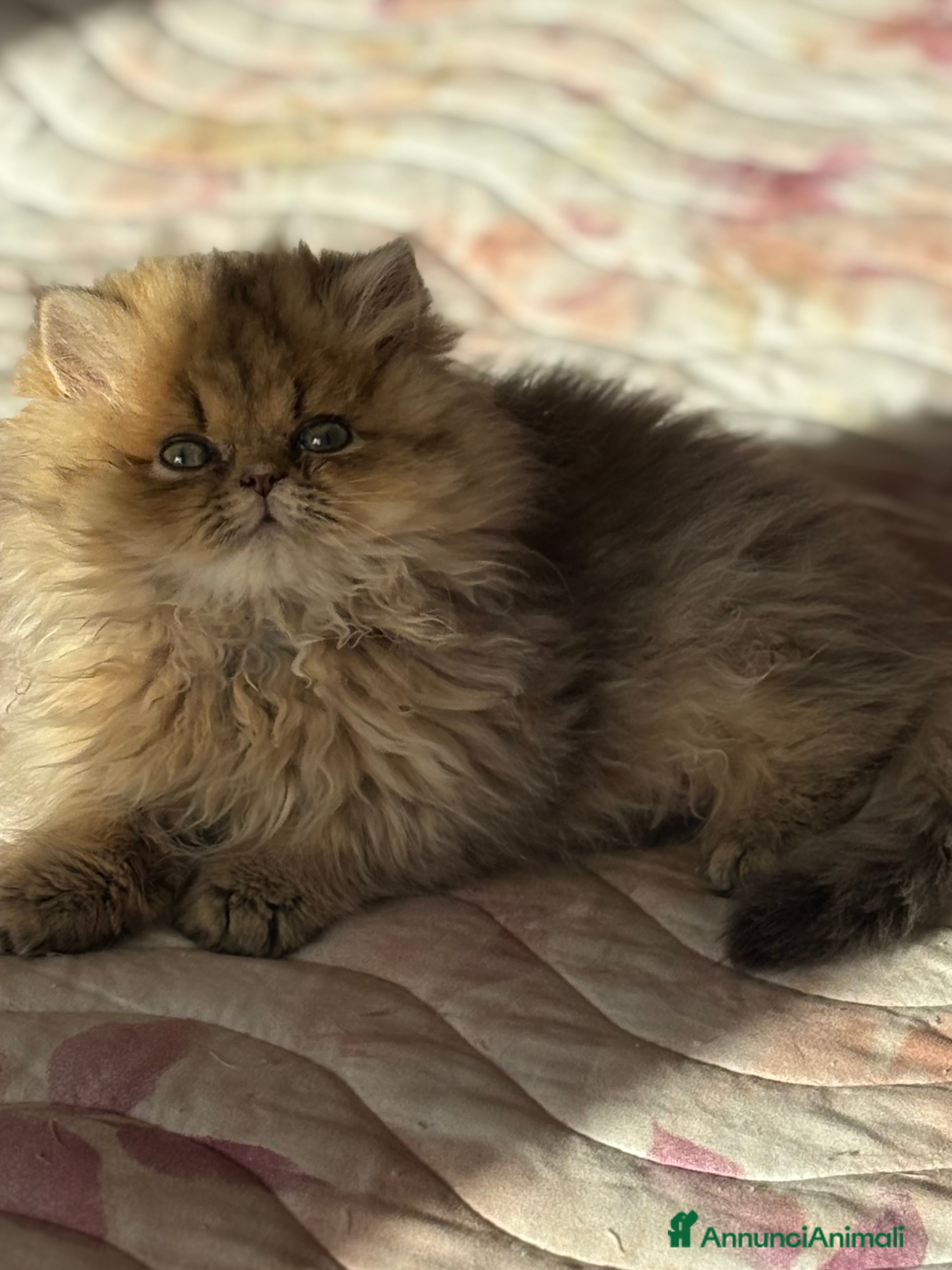 Persiano gatti Maschietto persiano golden - Annuncio 8