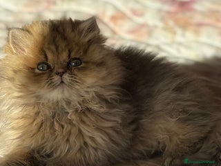 Persiano gatti Maschietto persiano golden - Annuncio 8