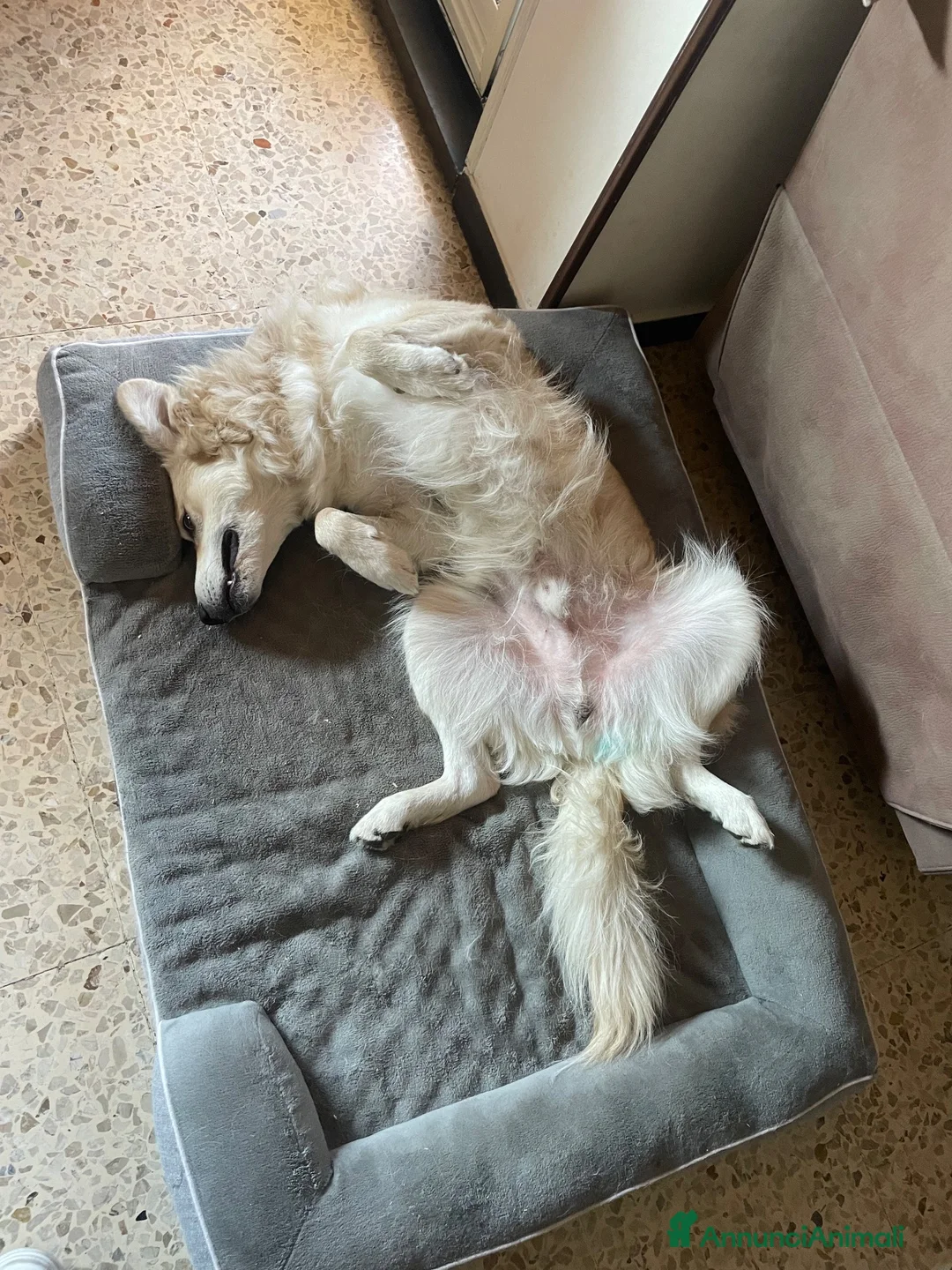 Meticcio cani in regalo: Rain cerca casa per sempre  a Provincia della Spezia - Annuncio 14