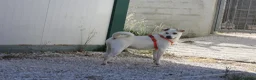 Meticcio cani in regalo: Akira mix labrador in adozione  - Annuncio 6