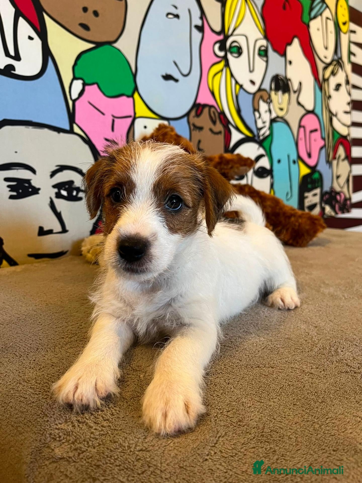 Jack Russell cani Jack Russell cercano casa - Annuncio 2