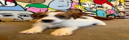 Jack Russell cani in vendita: Jack Russell cercano casa - Annuncio 2