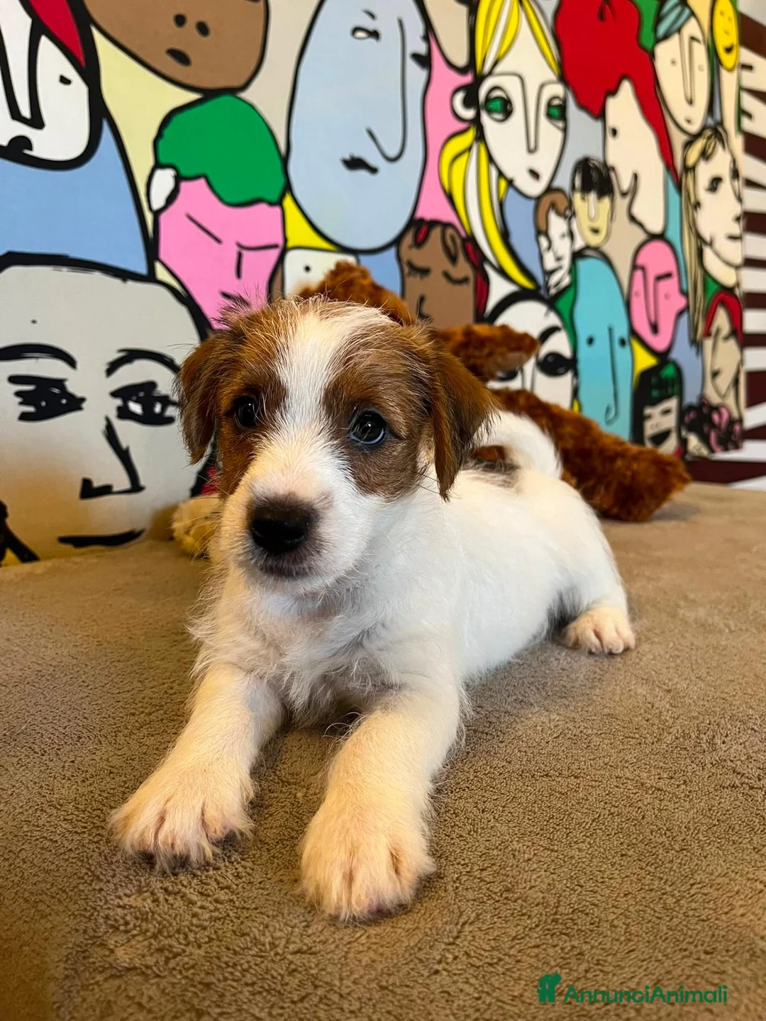 Jack Russell cani in vendita: Jack Russell cercano casa - Annuncio 2