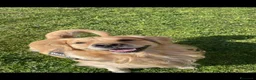Golden Retriever cani per accoppiamento: Golden Retriever 4 anni per monta – Roma a Città metropolitana di Roma Capitale - Annuncio 1