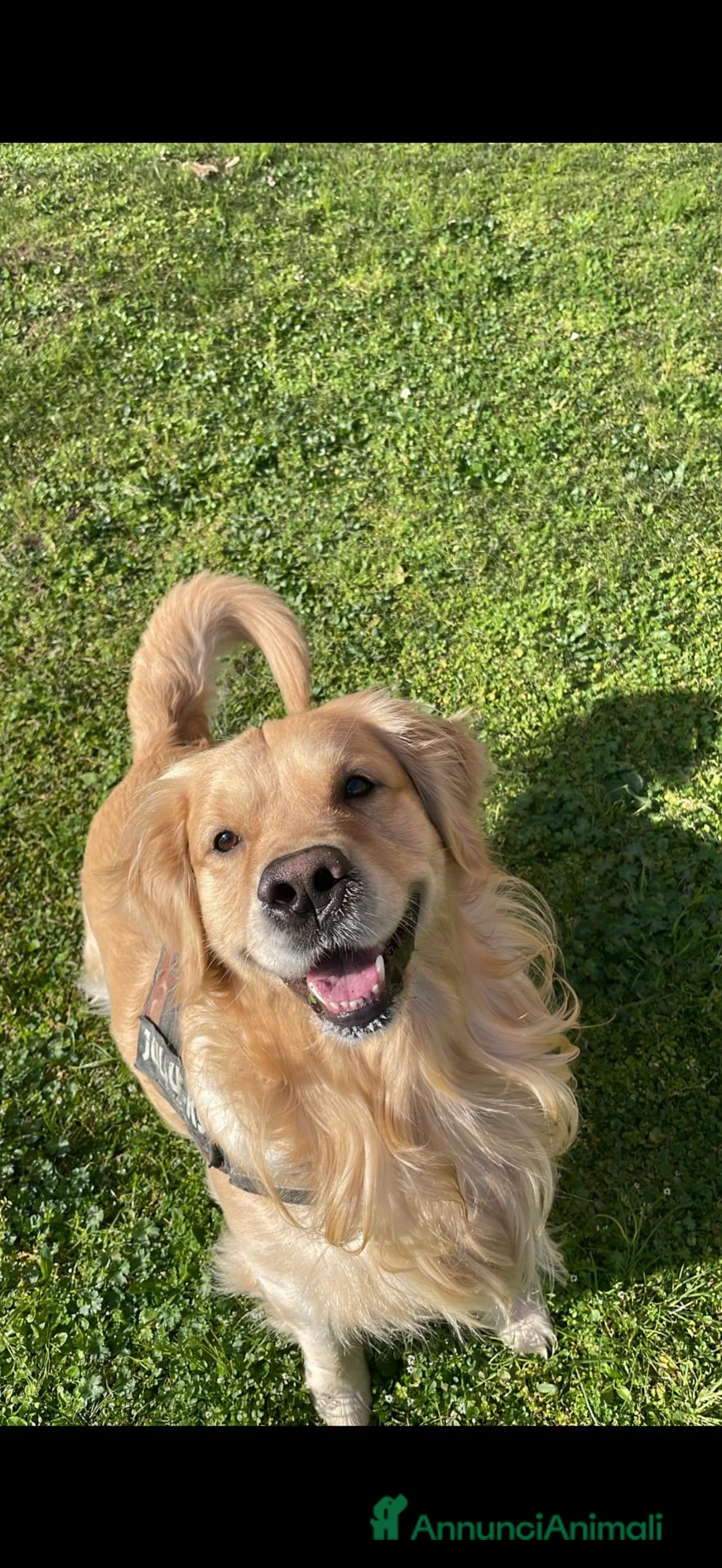 Golden Retriever cani per accoppiamento: Golden Retriever 4 anni per monta – Roma a Città metropolitana di Roma Capitale - Annuncio 1