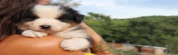 Australian Shepherd cani in vendita: Cuccioli pastore australiano - Annuncio 6