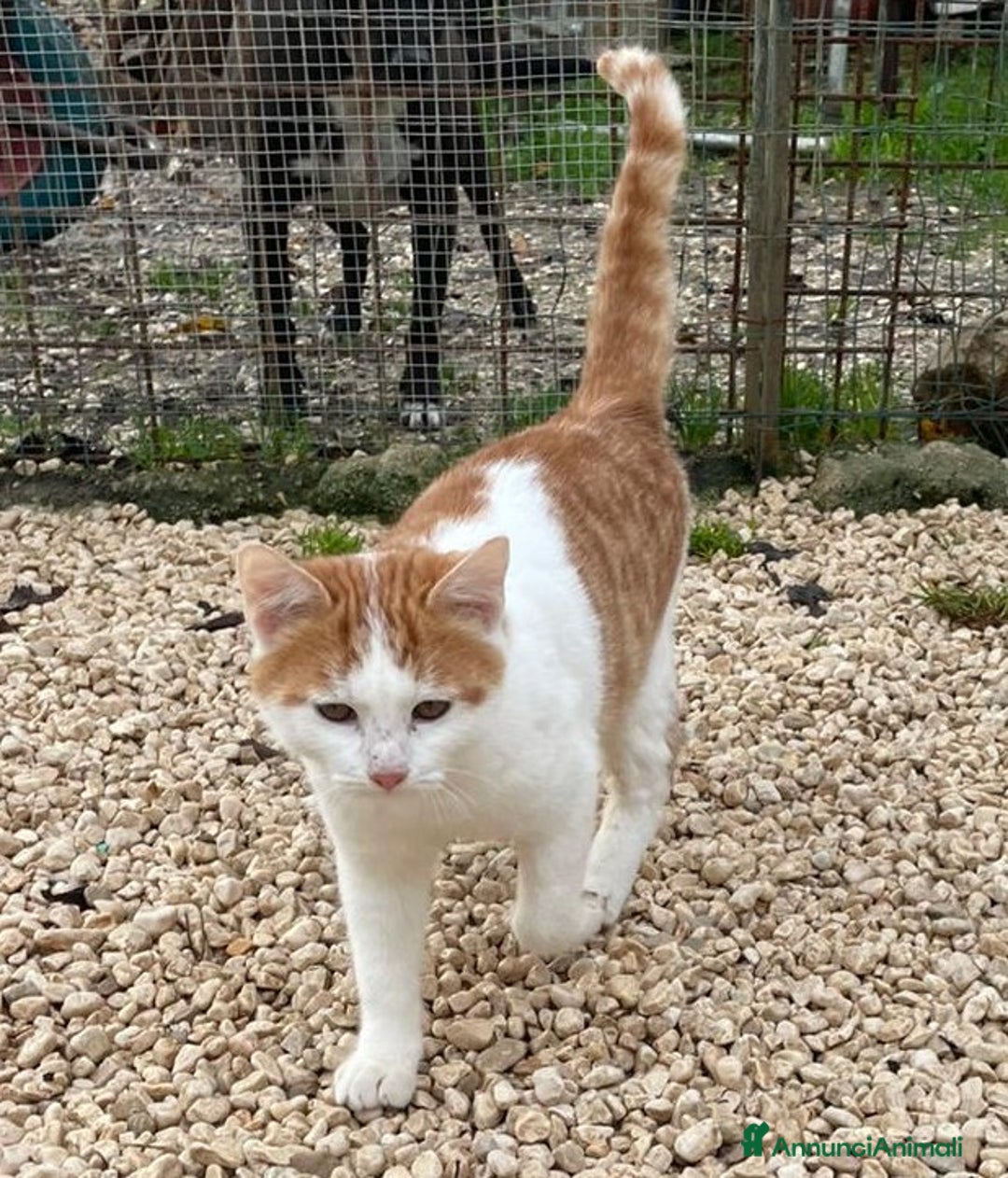 Meticcio gatti in regalo: DUE TENERI GATTINI  - Annuncio 6