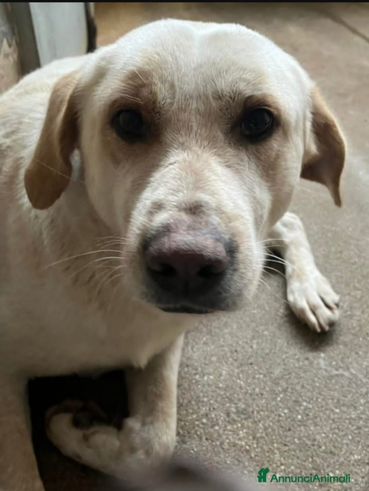 Meticcio cani Giosuè mix Labrador splendido in pessimo canileSUD a Città metropolitana di Milano - Annuncio 8