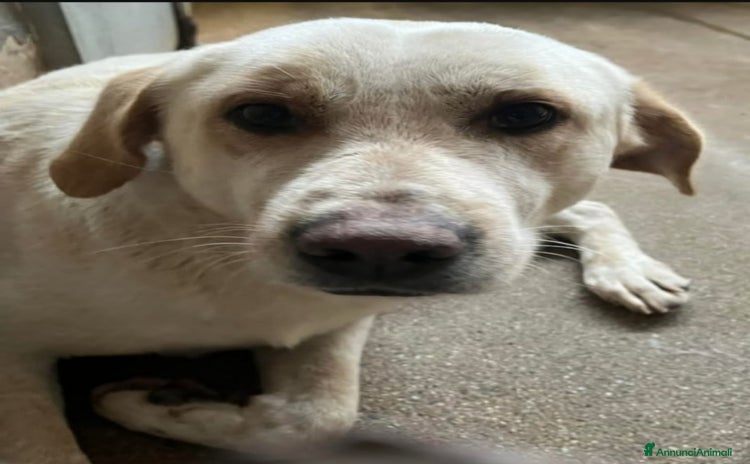 Meticcio cani a Città metropolitana di Milano - Annuncio 17