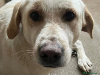 Meticcio cani Giosuè mix Labrador splendido in pessimo canileSUD a Città metropolitana di Milano - Annuncio 38