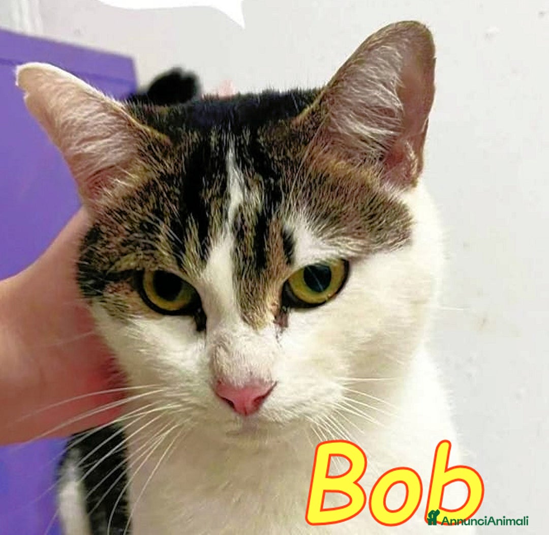 Europeo gatti in regalo: BOB ADOZIONE DEL CUORE - Annuncio 2