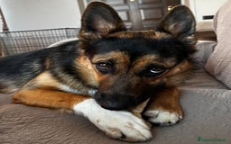 Altre razze cani in regalo: Simil pastore tedesco  a Provincia di Monza e della Brianza - Immagine 3