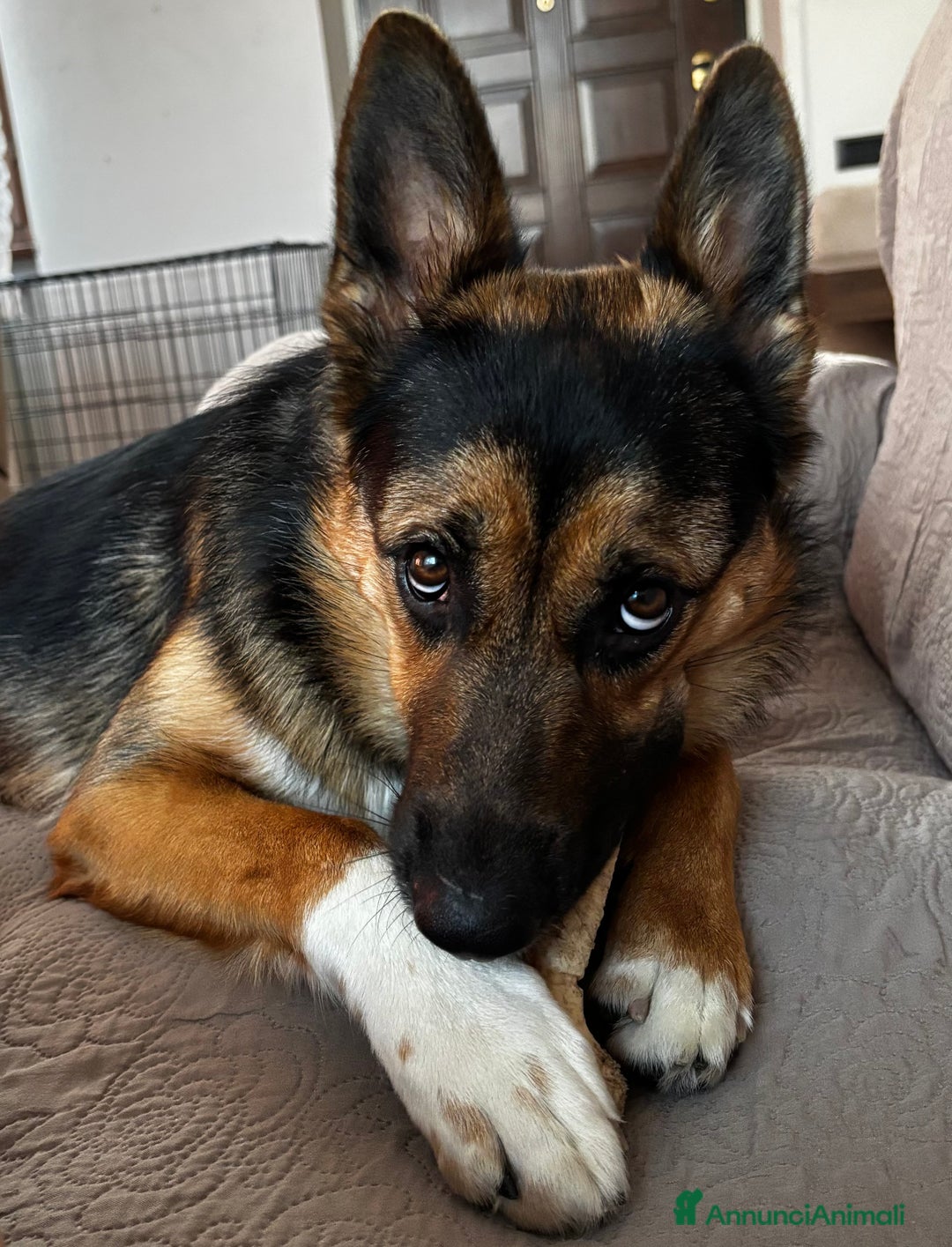 Altre razze cani in regalo: Simil pastore tedesco  a Provincia di Monza e della Brianza - Immagine 3