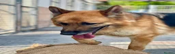 Pastore Tedesco cani in regalo: RAMOS PASTORE TEDESCO - Annuncio 5