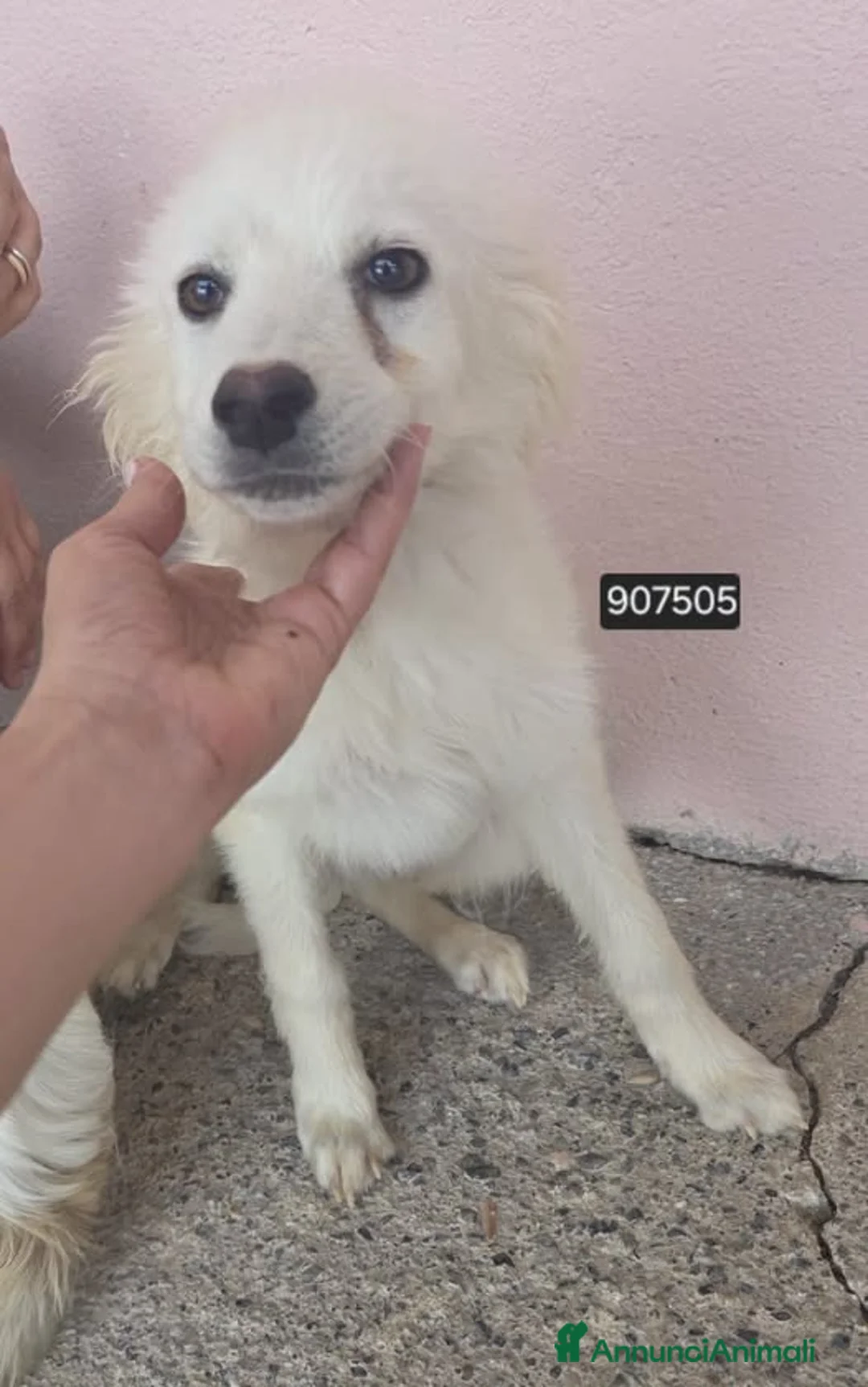 Meticcio cani in regalo: Scintilla - Annuncio 1